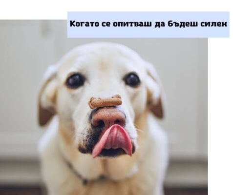 Куче с бисквитка върху носа си.