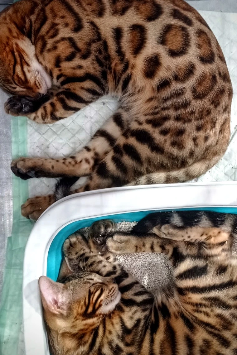 Мокра храна за котки - котешки консерви | Изгодни цени