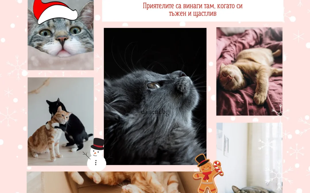 Приятелите винаги са там, когато си тъжен и щастлив