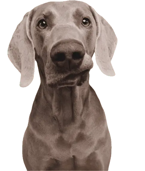 Щастливо куче в онлайн магазин Daneni - вашето място за всичко за домашни любимци изображение