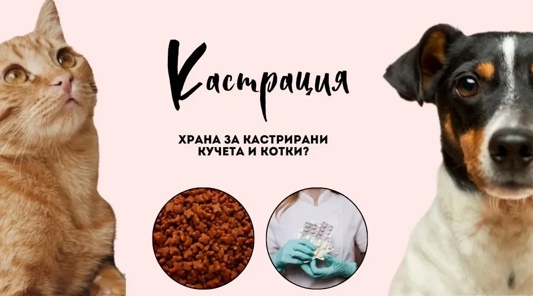 Подходящата храна за кастрирани кучета и котки