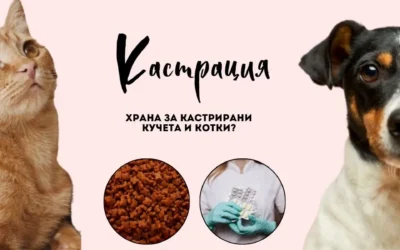 Подходящата храна за кастрирани кучета и котки