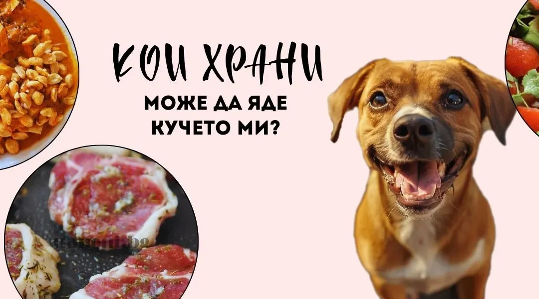 Домашна храна за куче