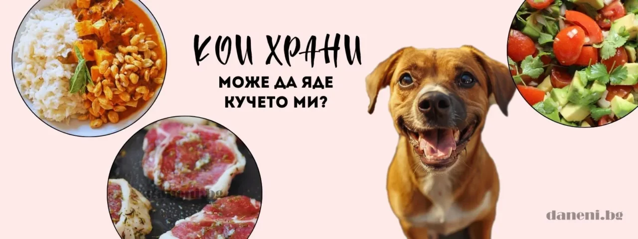 Кучешкият шоколад е полезен