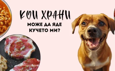 Домашна храна за куче