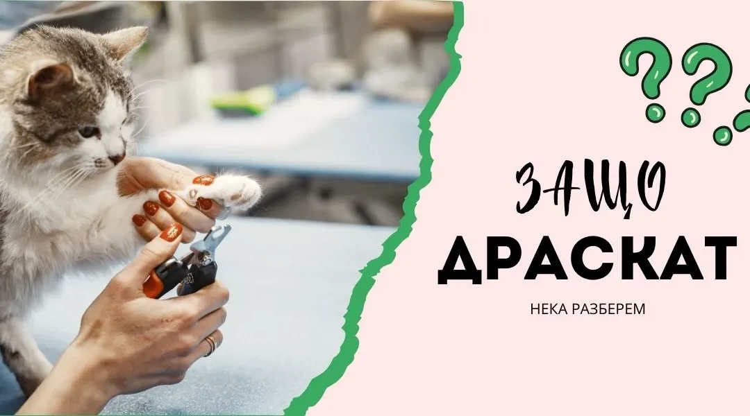 Защо котките драскат с нокти?