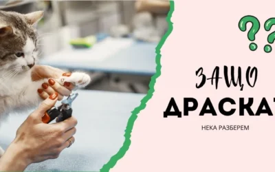 Защо котките драскат с нокти?