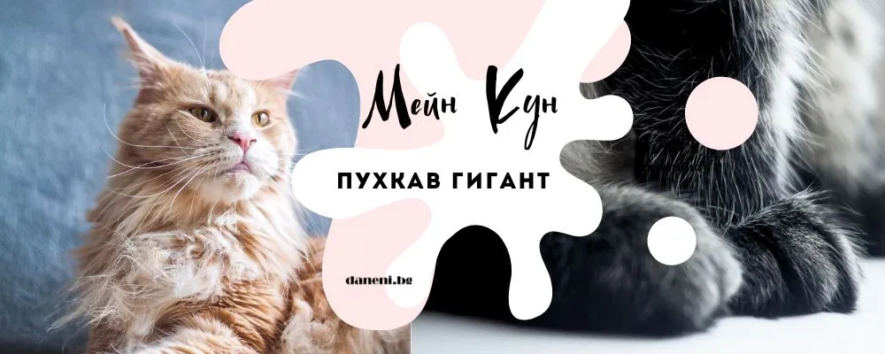 Запознайте се с Мейн Кун - котка, толкова уникална, че заслужава корона!