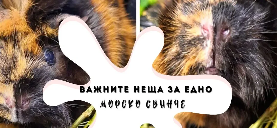 Разни неща за морските свинчета: Какво е нужно да знам