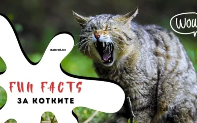 Забавни котешки факти