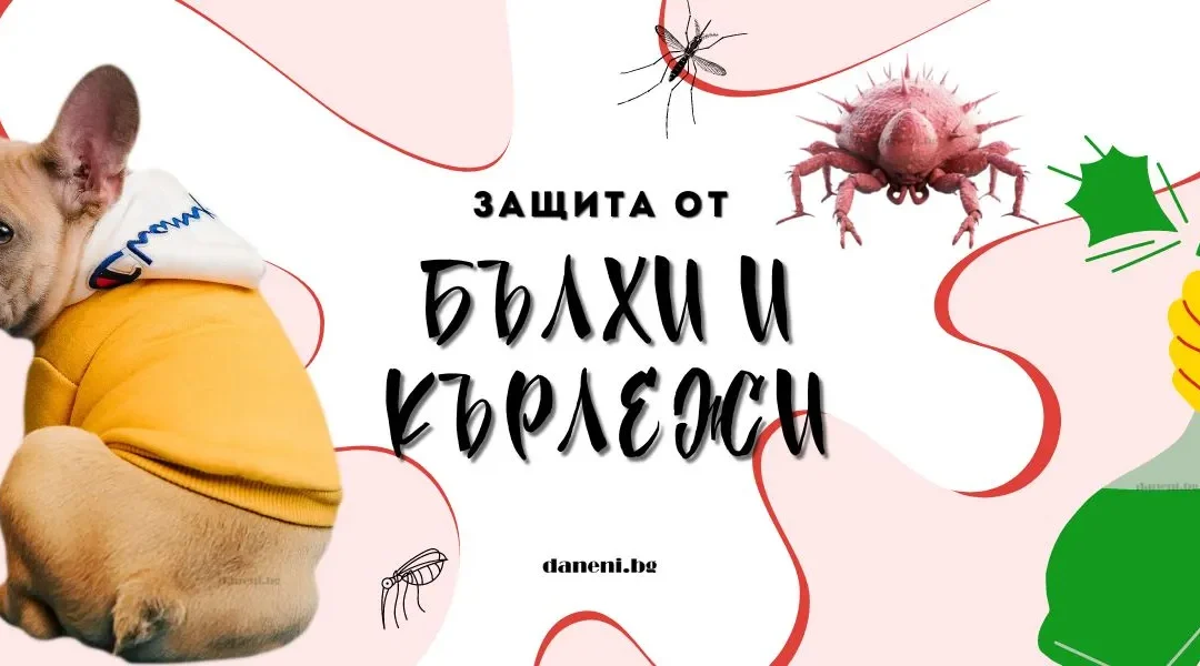 Пазете косматите си приятели в безопасност: Защитете домашните любимци от бълхи и кърлежи