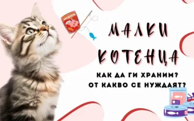 Хранене на малко коте
