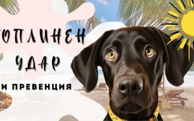 Топлинен удар при животните и неговата превенция