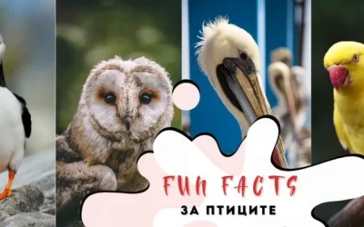 Забавни факти за птиците