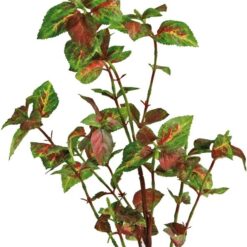 Croci Wave Ludwigia - Декорация за аквариум - Изкуствено растение